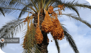 حينما تصبح أستراليا موطناً لتمر البرحي العراقي!