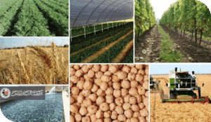 الزراعة والصناعة المستدامة… طريق العراق نحو التنمية الحقيقية