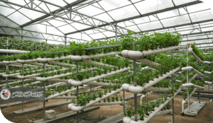 الزراعة العمودية" نحو ثورة خضراء لتحديث الزراعة في العراق